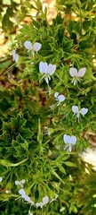 Pelargonium ribifolium
