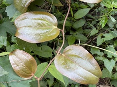 Smilax bracteata