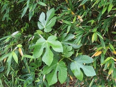 Ficus carica carica