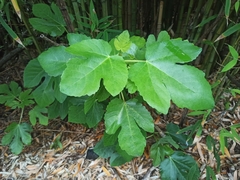 Ficus carica carica