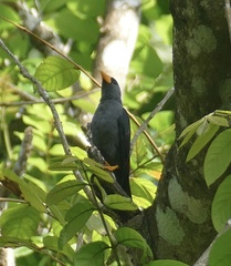 Scissirostrum dubium