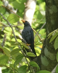 Scissirostrum dubium