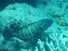 Cephalopholis cyanostigma