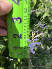 Hesperidanthus linearifolius