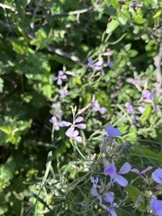 Hesperidanthus linearifolius
