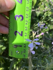 Hesperidanthus linearifolius