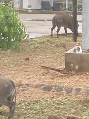 Phacochoerus africanus massaicus