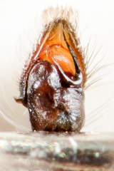 Pseudomogrus mirabilis