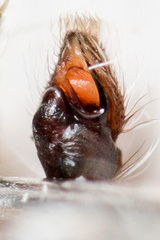 Pseudomogrus mirabilis