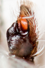 Pseudomogrus mirabilis