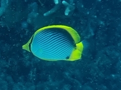 Chaetodon melannotus