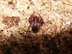 Neobisium