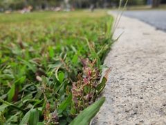 Alysicarpus vaginalis