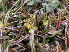 Astelia linearis