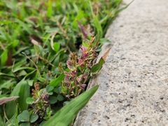 Alysicarpus vaginalis