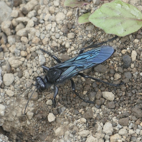 Madasumma