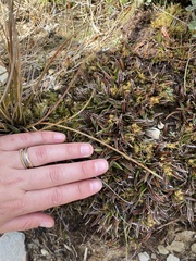 Astelia linearis