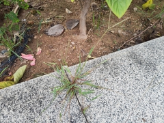 Digitaria radicosa