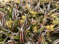 Astelia linearis