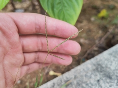 Digitaria radicosa