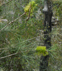 Melaleuca linearis acerosa