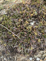 Astelia linearis