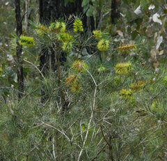 Melaleuca linearis acerosa