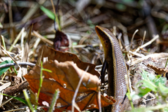 Eutropis