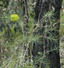 Melaleuca linearis acerosa