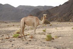 Camelus dromedarius