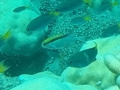 Chromis nitida