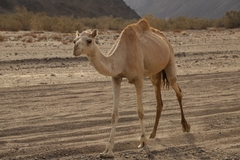 Camelus dromedarius