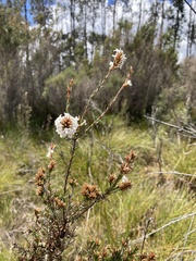 Epacris