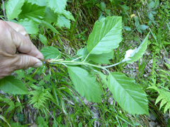 Karpatiosorbus admonitor