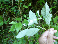 Karpatiosorbus admonitor