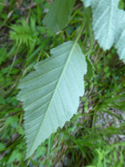 Karpatiosorbus admonitor