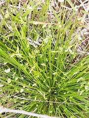 Isolepis