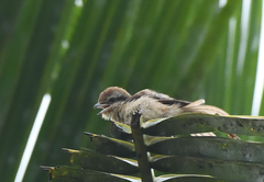 Lanius cristatus