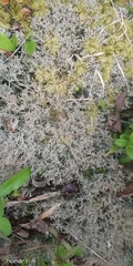Cladonia rangiformis