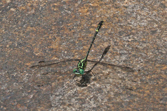 Austrogomphus ochraceus