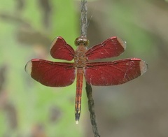 Neurothemis manadensis