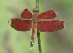 Neurothemis manadensis