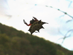 Gasteracantha sanguinolenta