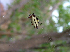 Gasteracantha sanguinolenta