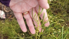 Geijera linearifolia