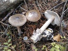 Amanita submembranacea