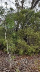 Geijera linearifolia