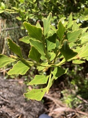 Phyllocladus aspleniifolius