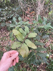 Cupaniopsis tomentella