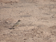 Ammomanes deserti